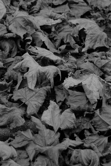 16/Nov/2011 Shinjuku gyoen